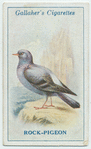 Rock pigeon.