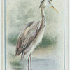 Heron.