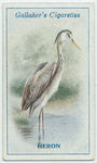 Heron.