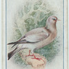 Stock dove.