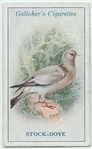 Stock dove.