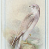 Hen-harrier.