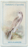 Hen-harrier.