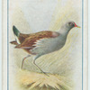 Waterhen.
