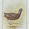 Coot.