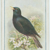 Blackbird.