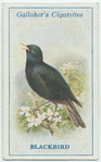 Blackbird.