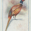 Pheasant.