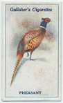 Pheasant.