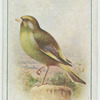 Greenfinch.