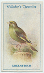 Greenfinch.