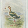 Redshank.