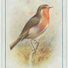 Redbreast.