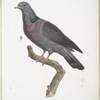 [Les Colombes] Colombe Colombin  (Columba Oenas).