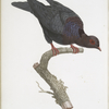 Les Colombes