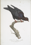 Les Colombes