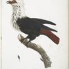 Les Colombes