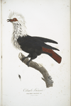 Les Colombes