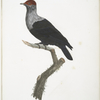 Les Colombes