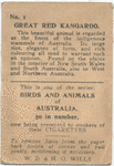 Great Red Kangaroo.