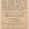 Tasmanian Wallaby.