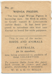 Wonga Pigeon.