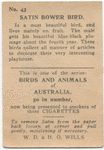Satin Bower Bird.