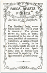 Carolina Duck.