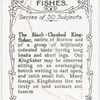 The Black-Cheeked Kingfisher.