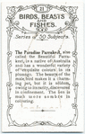 The Paradise Parrakeet.