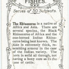 The Rhinoceros.