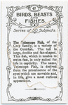 The Telescope Fish.