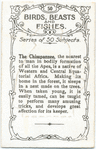 The Chimpanzee.