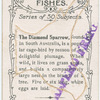 The diamond sparrow.