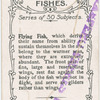 Flying fish.