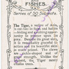 The tiger.