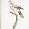 [Les Colombes] Colombe Blonde (Columba Risoria).