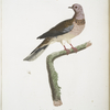 [Les Colombes] Colombe Maillée (Columba Cambayensis).