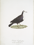 Les Colombes