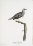 [Les Colombes] Colombe Geoffroy  (Columba Geoffroyi).