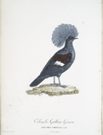 Les Colombi-Gallines