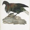 Les Colombi-Gallines