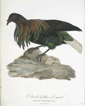 Les Colombi-Gallines
