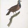 Les Colombi-Gallines
