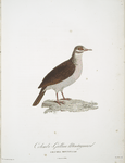 Les Colombi-Gallines