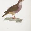 Les Colombi-Gallines