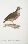 Les Colombi-Gallines