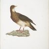 Les Colombi-Gallines