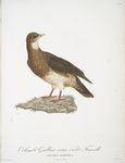 Les Colombi-Gallines