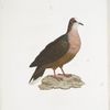 Les Colombi-Gallines